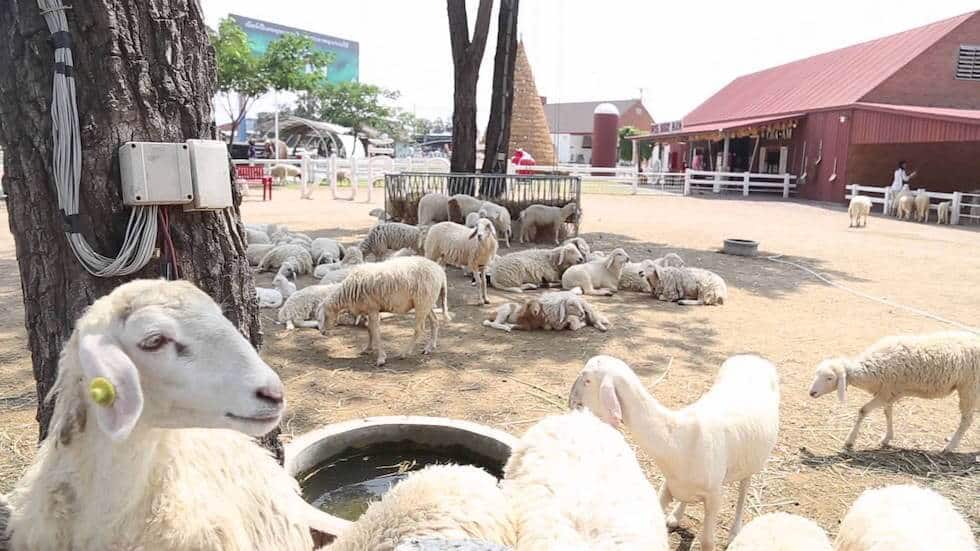 Cha-am Sheep Farm